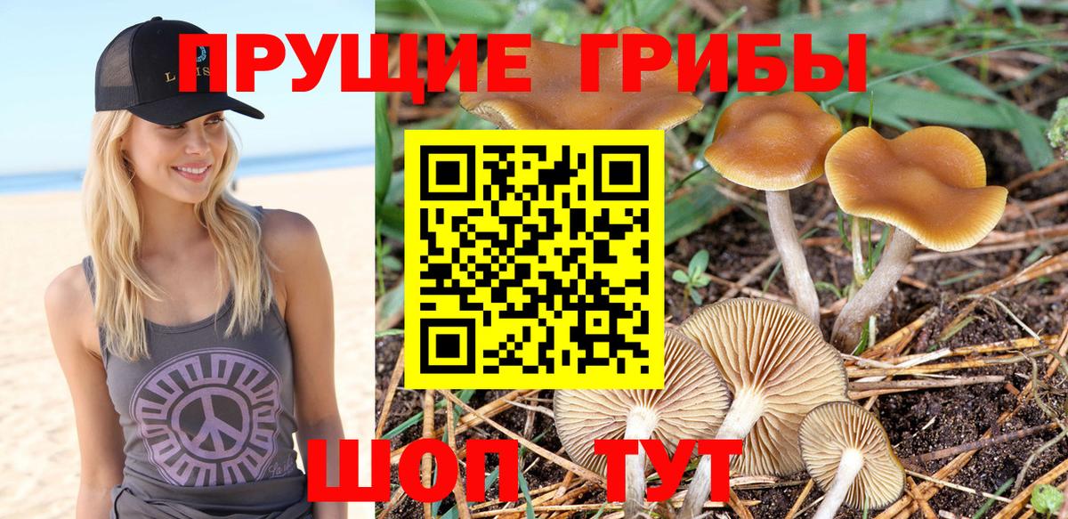 Ипатово  закладки  Вход с VPN  Псилоцибиновые грибы GOLDEN TEACHER  Псилоцибиновые грибы Psilocybine cubensis 